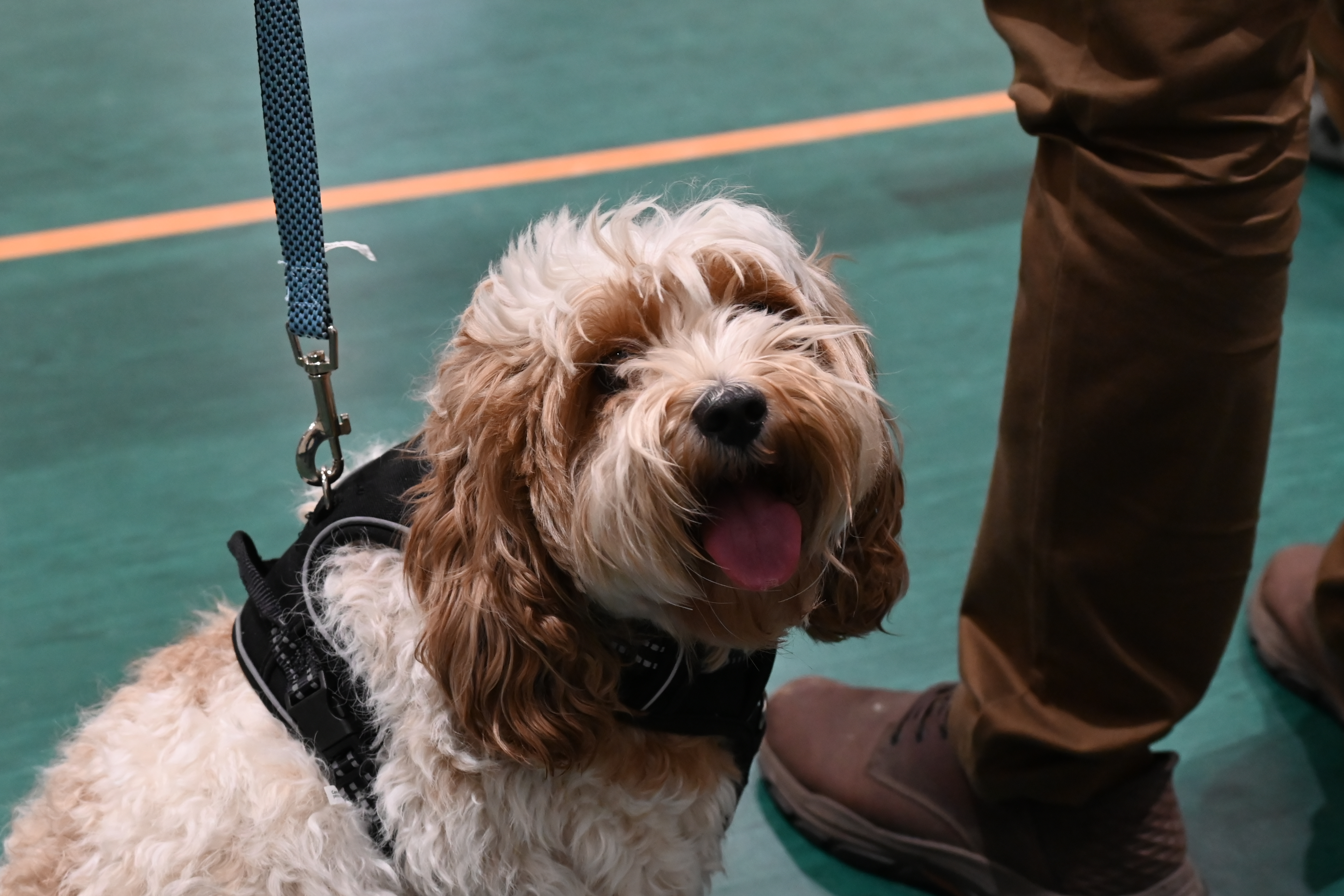 Pet