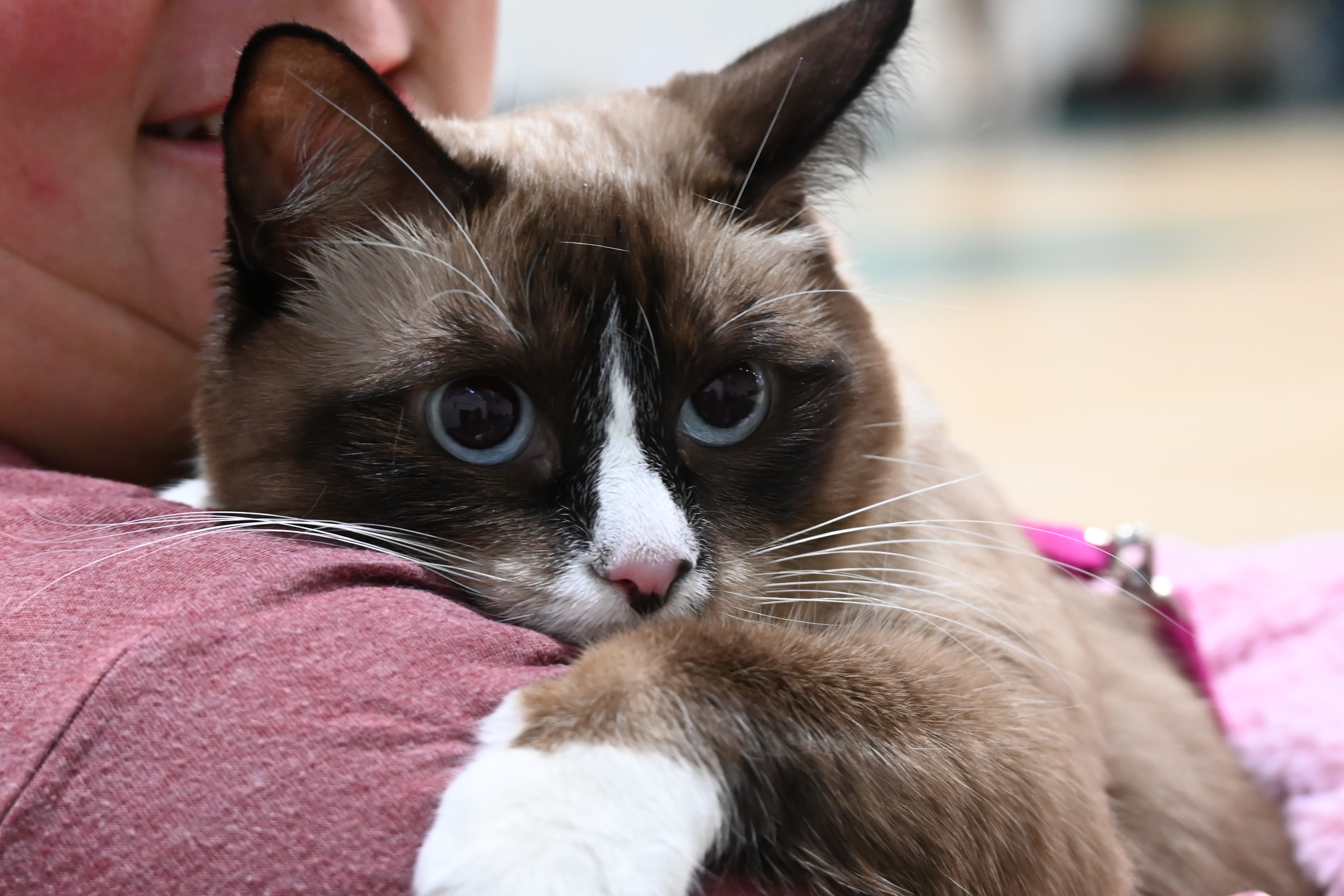 Pet