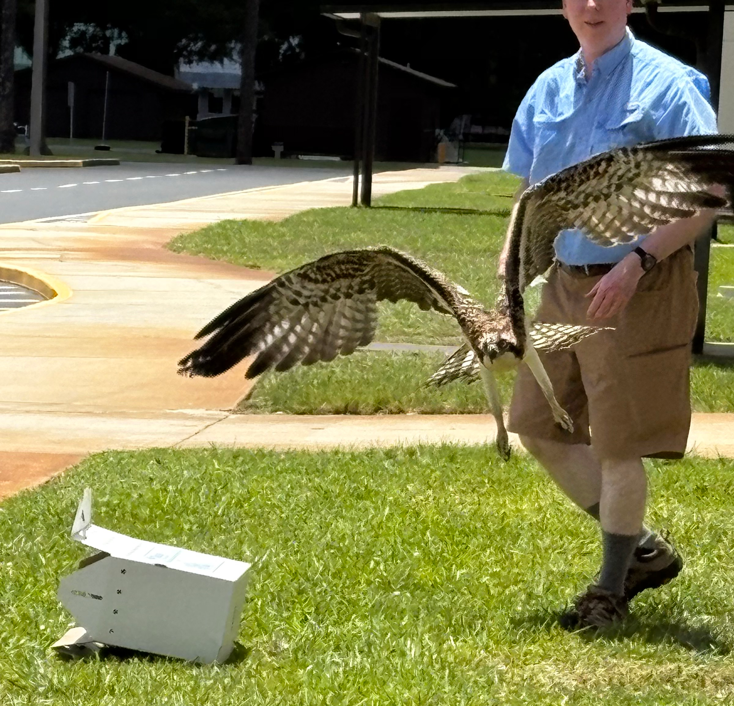 Our Osprey All grown up!
