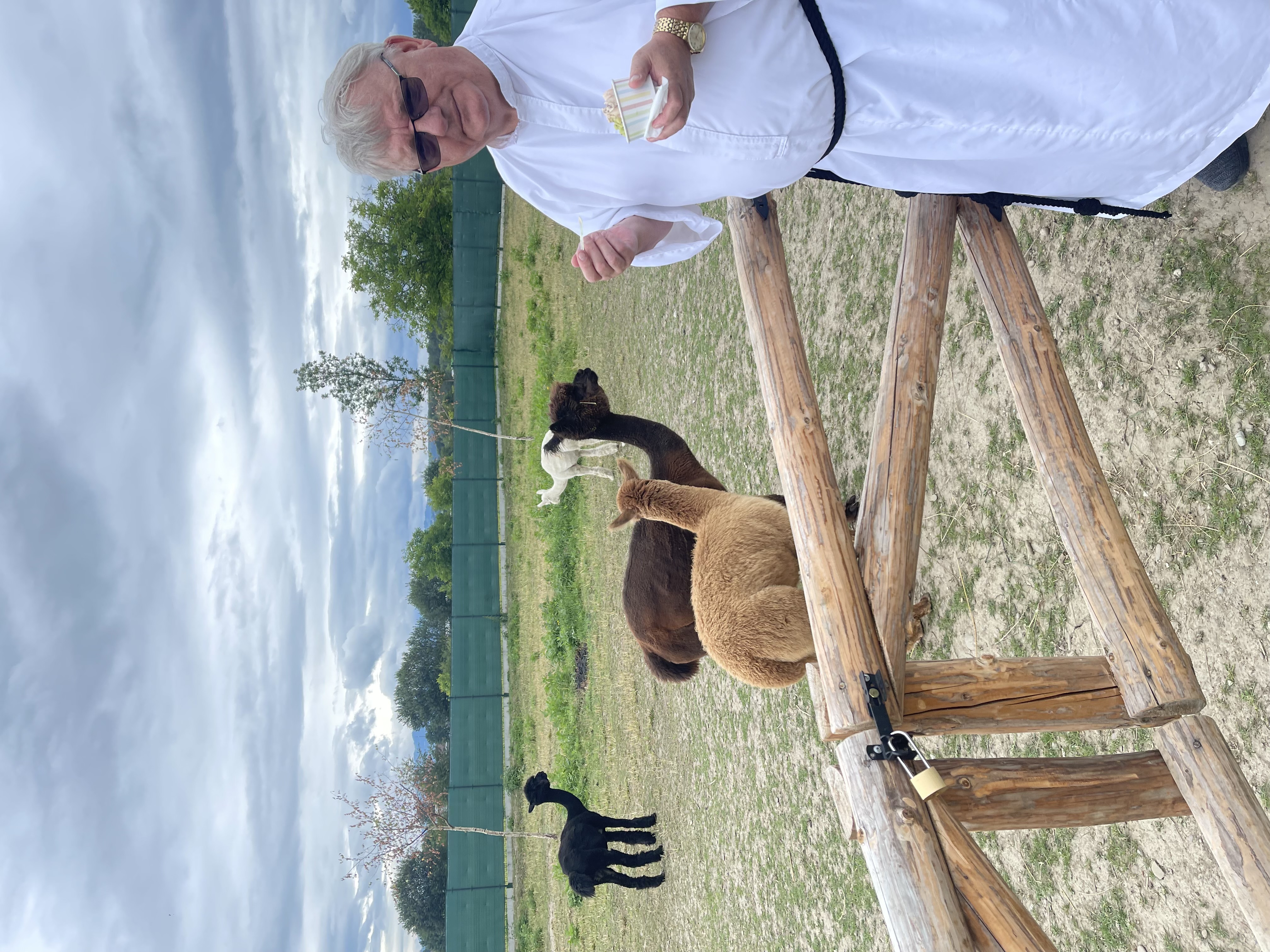 Fr Chris and the Alpacas