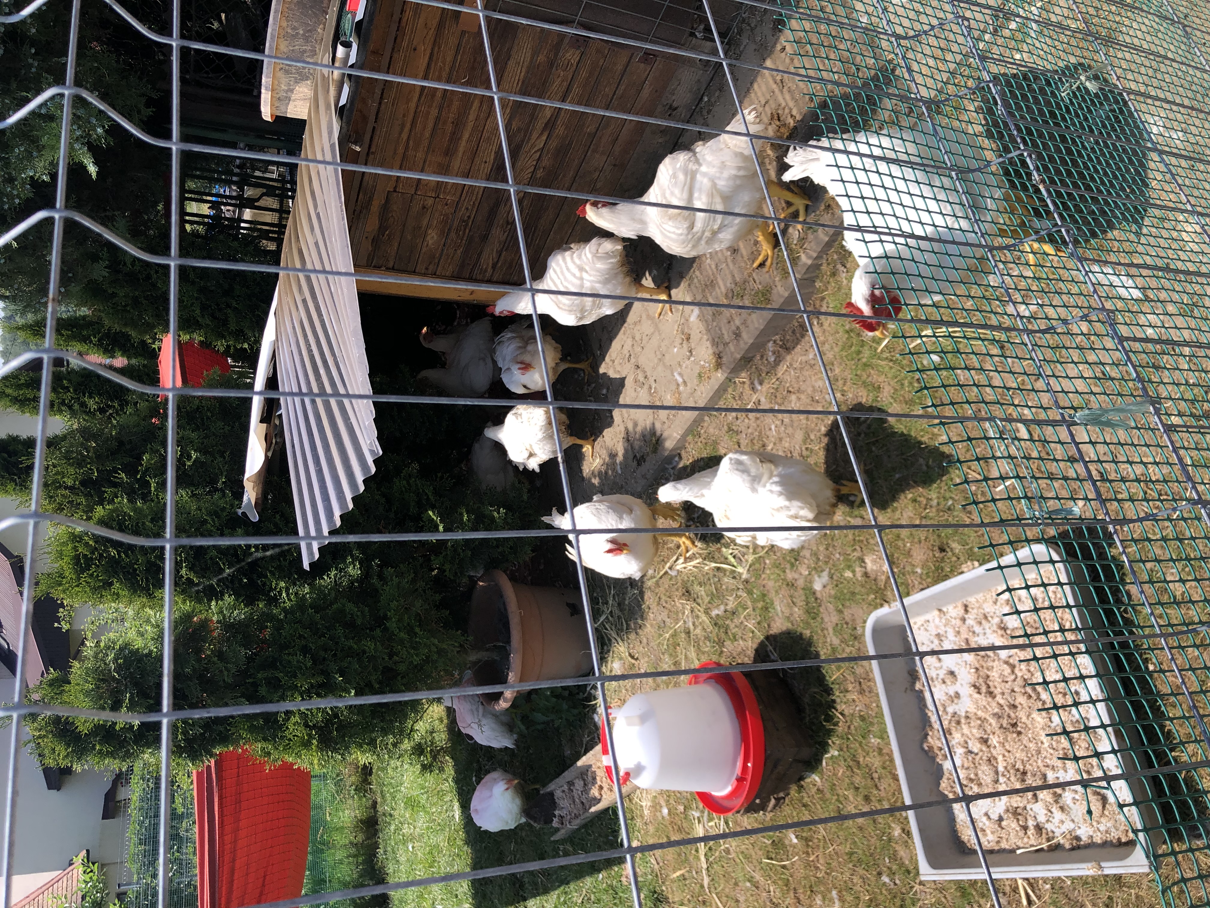 Chickens